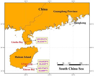 Home for Marine Species: Seagrass Leaves as Vital Spawning Grounds and Food Source